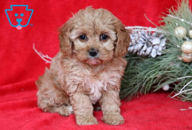 Emily Cavapoo image