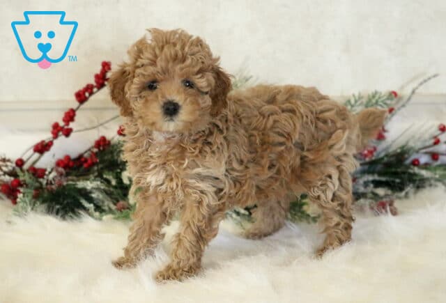 Faith Cavapoo image