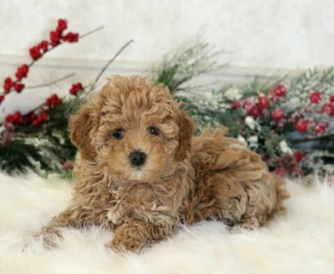 Faith Cavapoo2