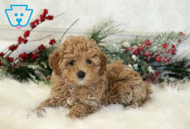 Faith Cavapoo2 image