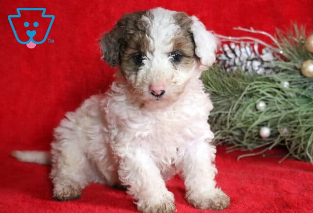 Fizz Mini Poodle image