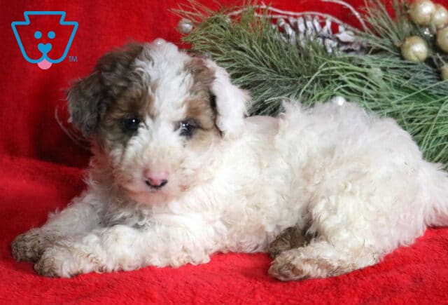 Fizz Mini Poodle2 image