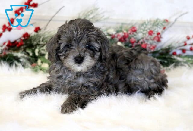 Flyn Cavapoo image