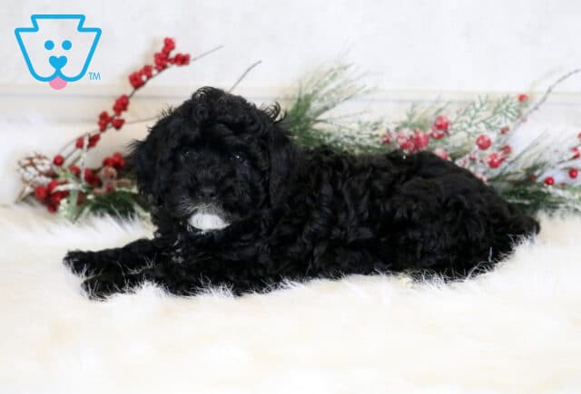 Frisky Cavapoo image