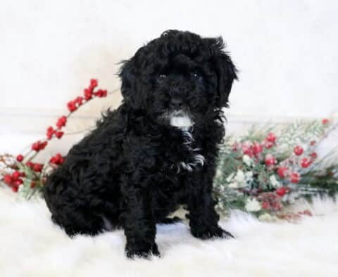 Frisky Cavapoo2