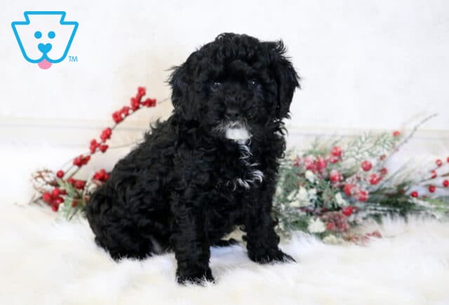 Frisky Cavapoo2 image