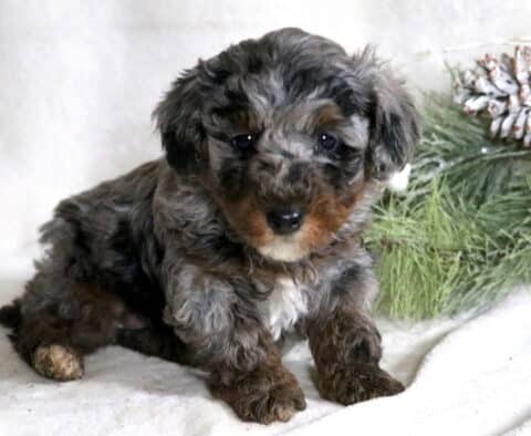 Frisky Mini Poodle