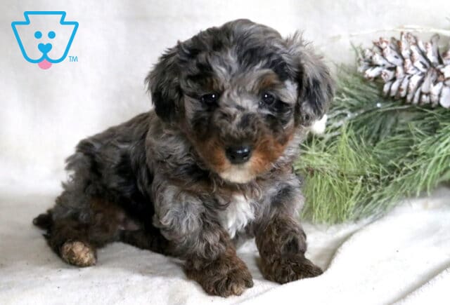 Frisky Mini Poodle image