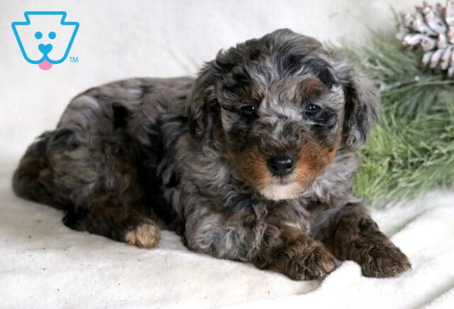 Frisky Mini Poodle2 image