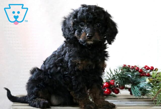 Black Cavapoo puppy with subtle tan markings sitting on a wooden surface, showing curly fur and bright expressive eyes, with festive greenery and red berries in the background. image