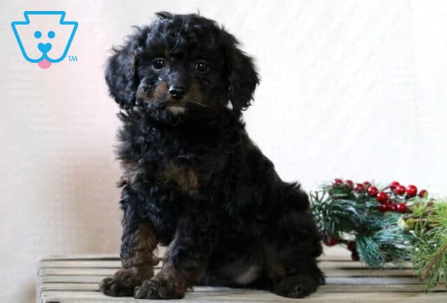 Black Cavapoo puppy with soft tan markings sitting on a wooden surface, showing fluffy curly fur and round dark eyes, with holiday greenery and red berries behind it. image