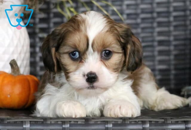 Gage Cava Tzu2 image