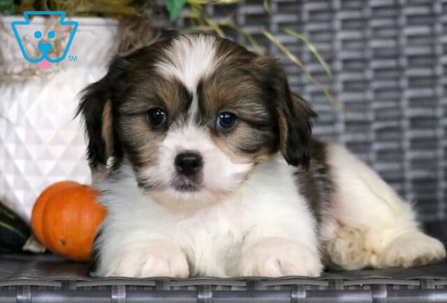 Garrett Cava Tzu image