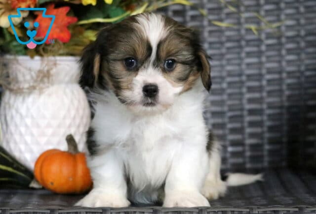 Garrett Cava Tzu2 image