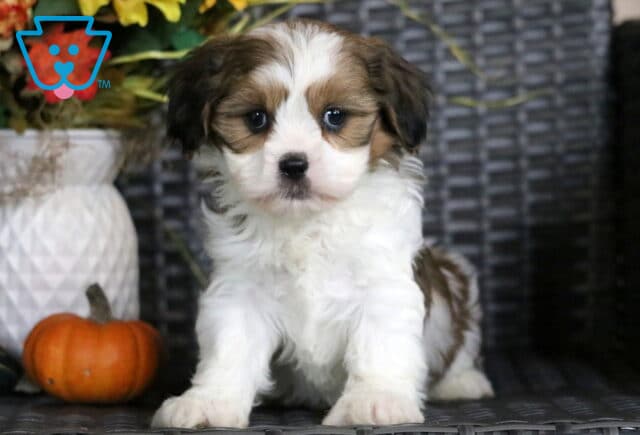 Georgia Cava Tzu image