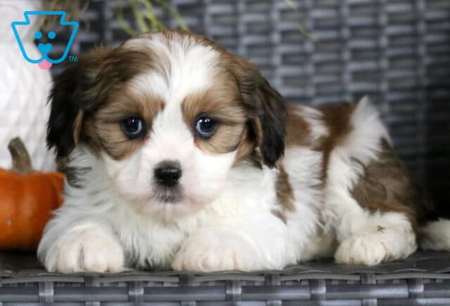 Georgia Cava Tzu2 image