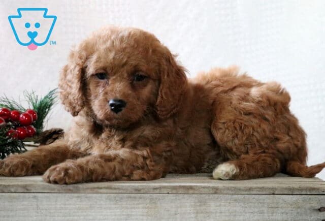 Georgie Cavapoo image
