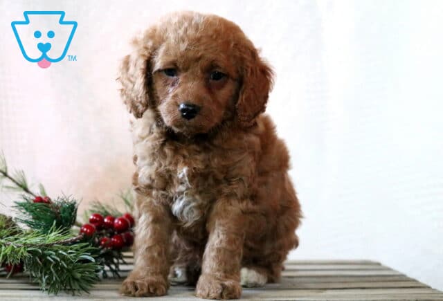 Georgie Cavapoo2 image