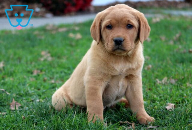 Gigi Fox Red Lab image