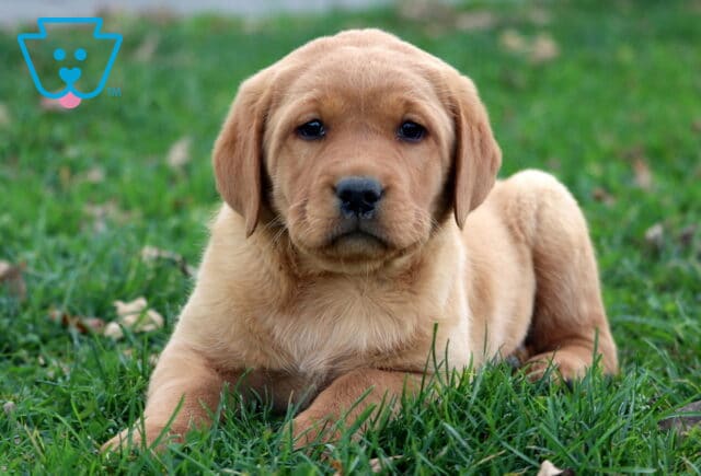 Gigi Fox Red Lab2 image