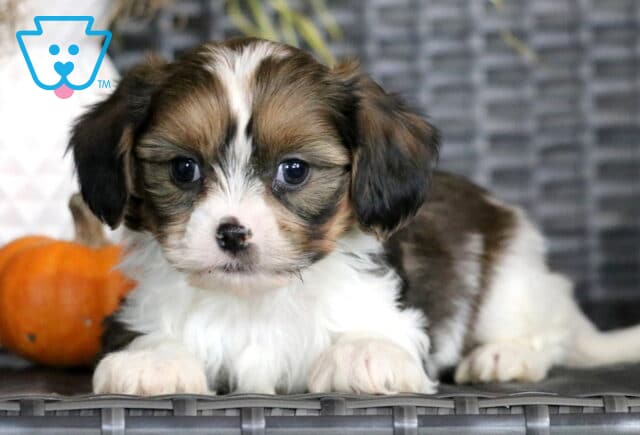 Ginger Cava Tzu image