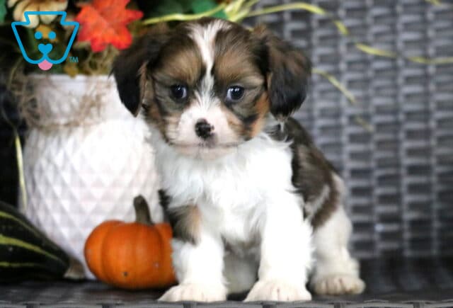 Ginger Cava Tzu2 image