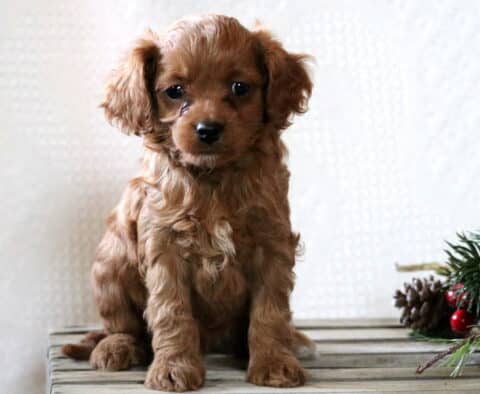 Gino Cavapoo
