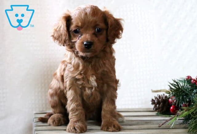 Gino Cavapoo image