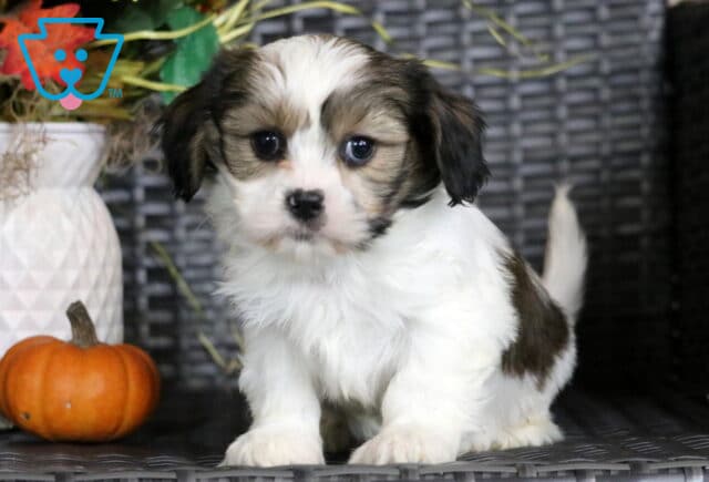 Girly Cava Tzu image