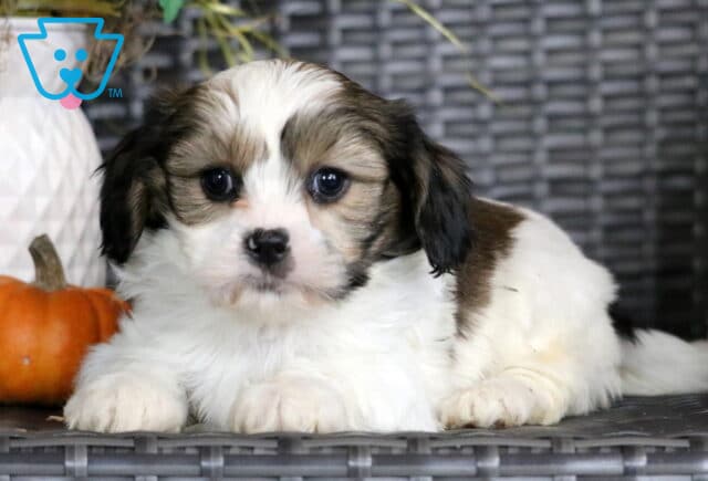 Girly Cava Tzu2 image