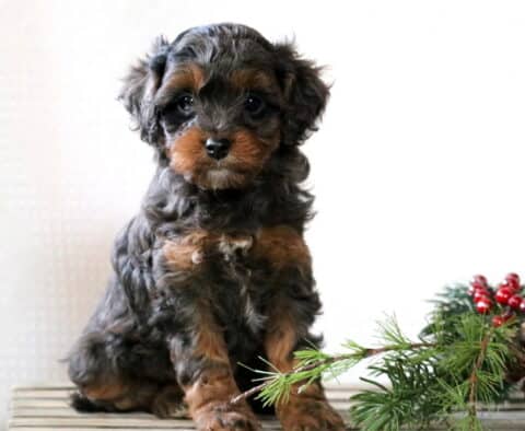 Girly Cavapoo
