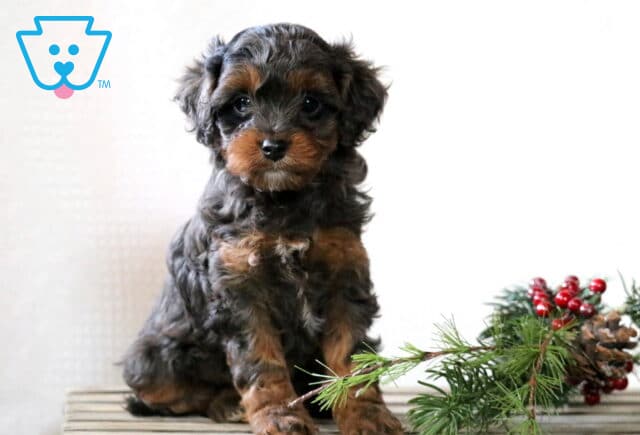 Girly Cavapoo image