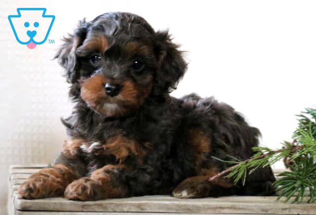 Girly Cavapoo2 image