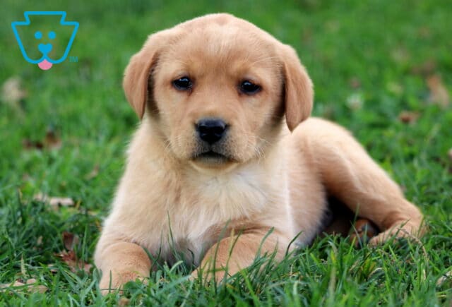 Glow Fox Red Lab image