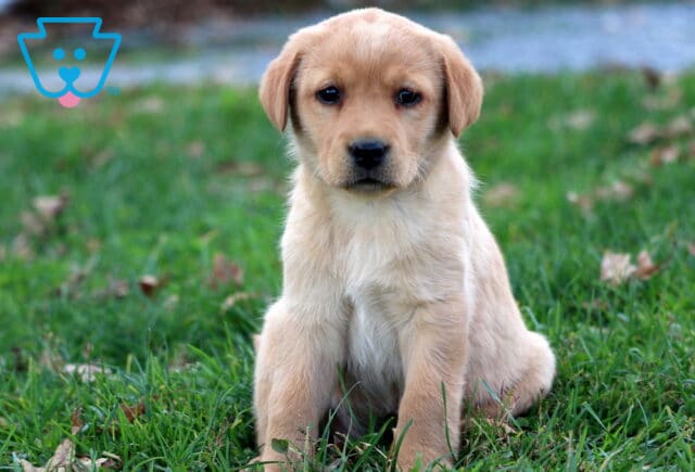 Glow Fox Red Lab2 image