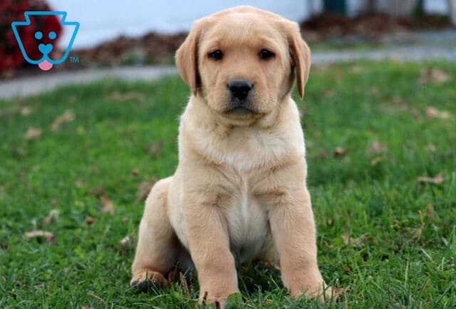 Grover Fox Red Lab image