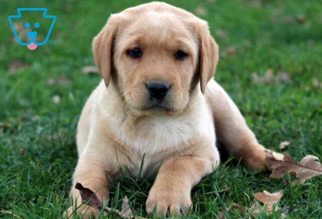 Grover Fox Red Lab2 image