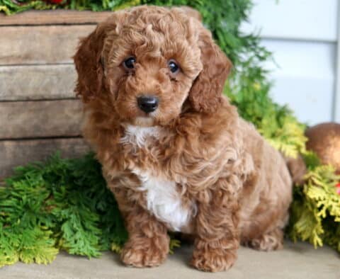 Handsome Mini Poodle