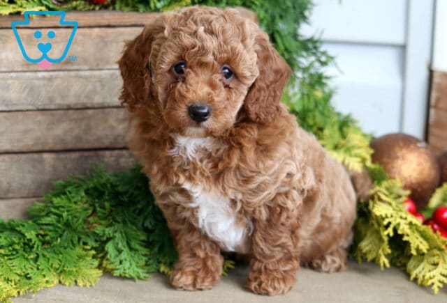 Handsome Mini Poodle image