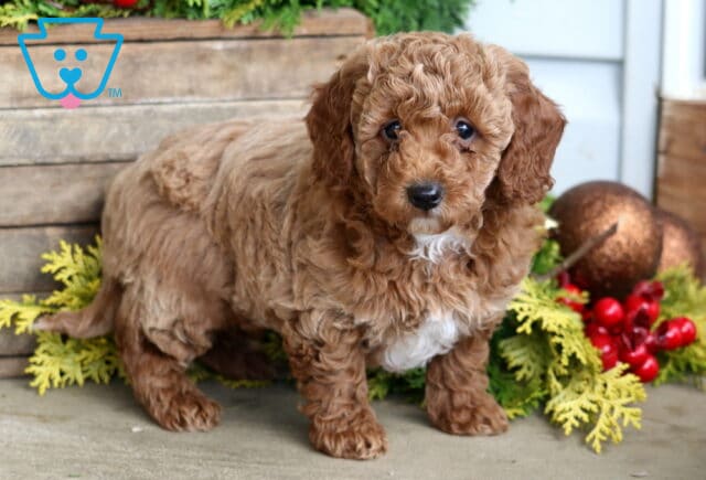 Handsome Mini Poodle2 image