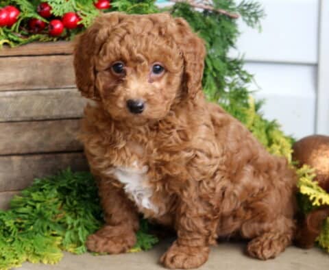 Harley Mini Poodle