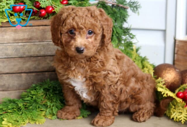 Curly red Mini Poodle puppy with a small white patch on its chest sitting beside rustic wooden decor and festive greenery with red berries, looking adorable with soft curls and bright eyes. image