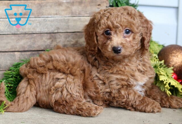 Fluffy red Mini Poodle puppy with tight curls and a small white patch on its chest lying on the ground beside rustic wooden boards and festive greenery, gazing up with bright, curious eyes. image