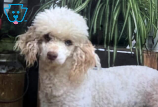 Honey Bun Mini Poodle Elmer & Linda Esh image