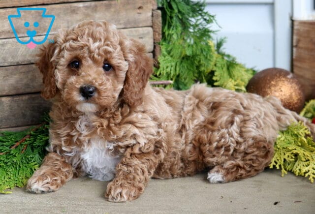 Honey Mini Poodle2 image