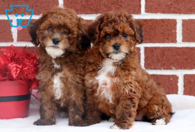J Litter Toy Poodle image