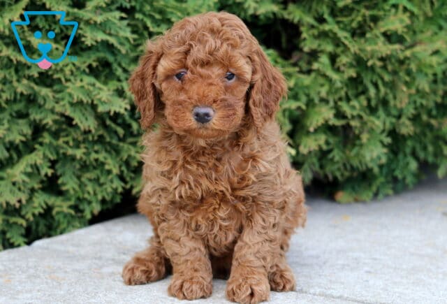 Jace Mini Poodle image