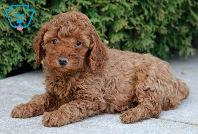 Jace Mini Poodle2 image