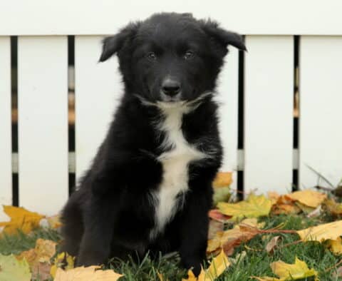 Cute black Border Collie puppy with a white chest and chin sitting in green grass surrounded by autumn leaves, looking sweetly at the camera in front of a white fence.