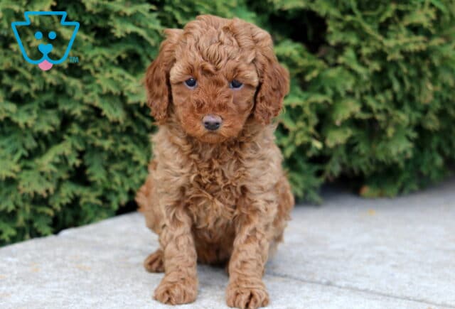 Jade Mini Poodle image